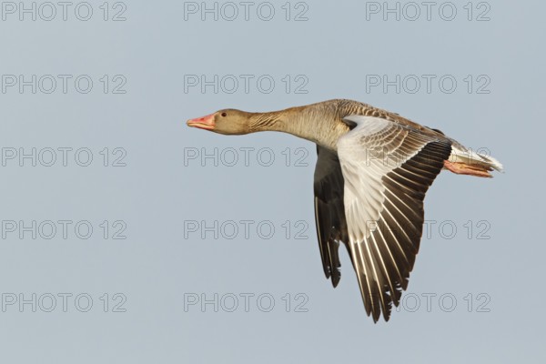 Greylag Goose (Anser anser) flying, Lake Neusiedl, Austria, Europe