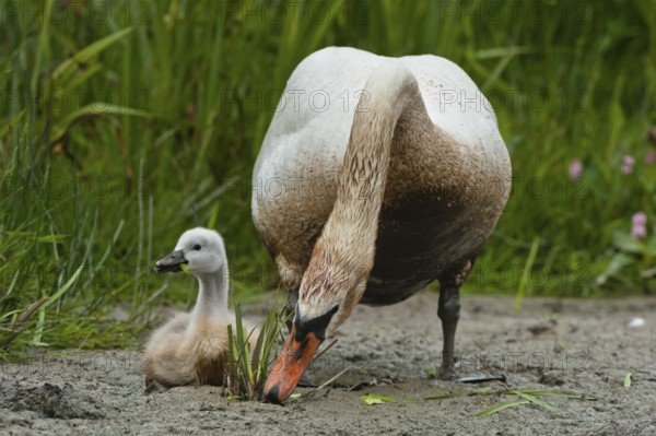 Mute Swan (Cygnus olor), Schleswig-Holstein, Germany, Europe
