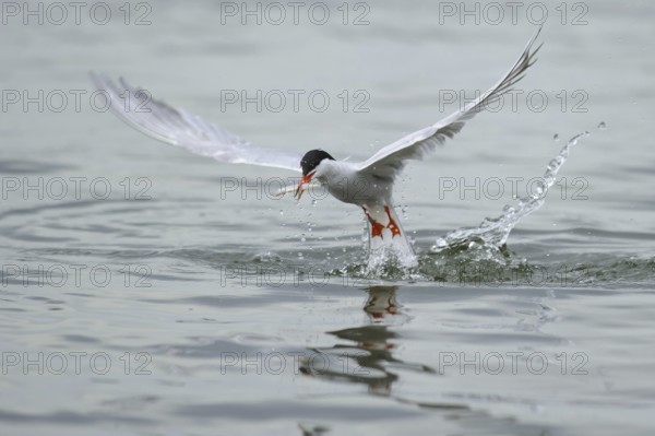 Common Tern (Sterna hirundo) flying, Lower Saxony, Germany, Europe