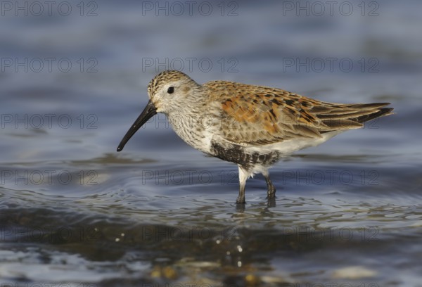 Dunlin (Calidris alpina), British Columbia, Canada, North America