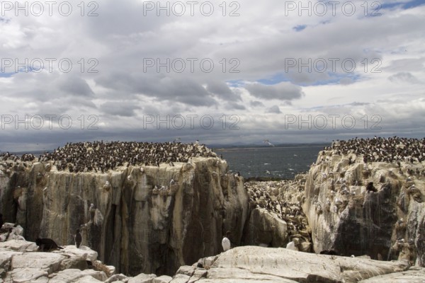 Common Murre (Uria aalge) colony, Farne Islands, United Kingdom, Europe