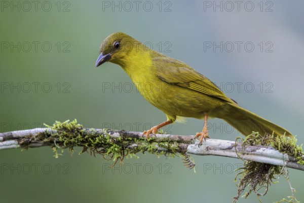 Olive-green Tanager (Orthogonys chloricterus) perched on a branch in the Atlantic rainforest of southeast Brazil