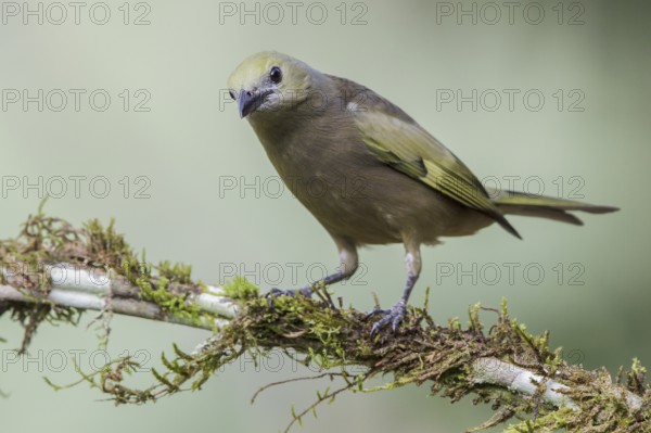 Palm Tanager (Thraupis palmarum) perched on a branch in the Atlantic rainforest of southeast Brazil