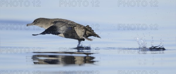 Sooty Shearwater (Ardenna grisea), British Columbia, Canada, North America
