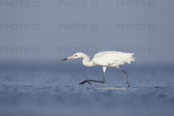 White-morph Reddish Egret : Mustang Island State Park : Port Aransas, TX