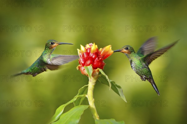 Hummingbird Green-crowned Brilliant, Heliodoxa jacula, green bird from Costa Rica flying next to beautiful red flower with clear background, habitat, action feeding scene. Two bird in the forest