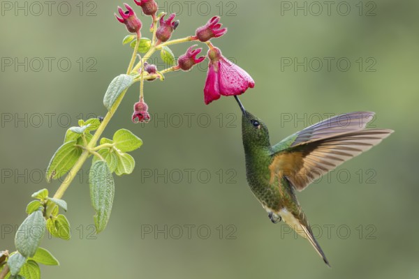 Buff-tailed Coronet (Boissonneaua flavescens) flying while feeding at a flower in Colombia, South America