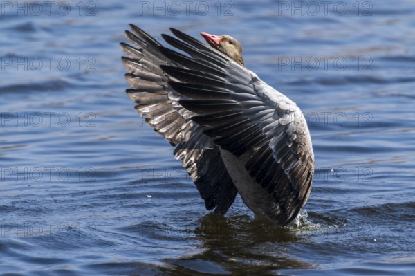 Goose spreading its wings in the water, reflecting sunbeams, Greylag Goose (Anser anser), wildlife, Germany, Europe