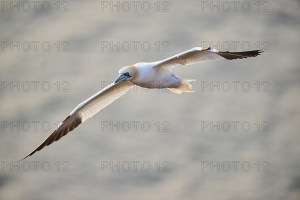 Northern gannet (Morus bassanus) flying over the sea at sunset, wildlife, Helgoland, Germany, Europe