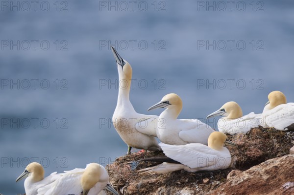 Northern gannet (Morus bassanus) on the cliff in the colony, wildlife, Helgoland, Germany, Europe