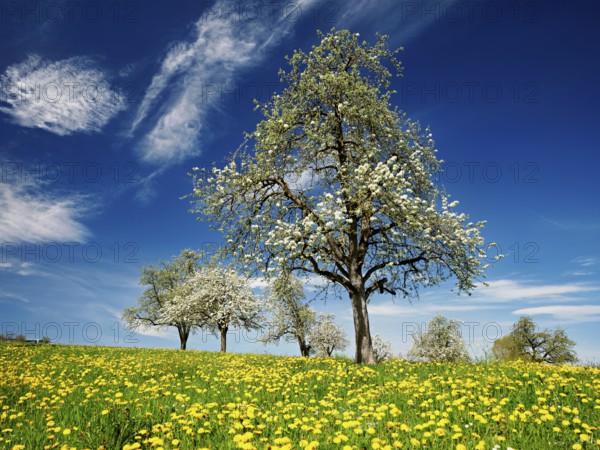 Field of flowering dandelions and pear trees (Pyrus communis), Beinwil, Freiamt, Canton Aargau, Switzerland, Europe