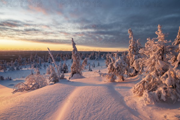 Winter landscape with snow-covered trees, Riisitunturi National Park, Posio, Lapland, Finland, Europe