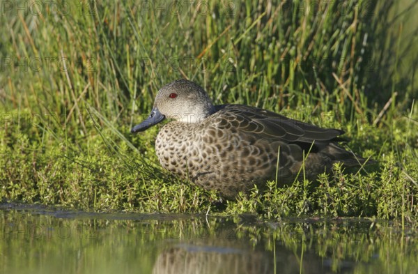 Grey Teal (Anas gracilis), Victoria, Australia, Oceania