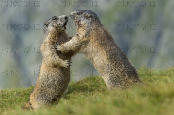Alpine Marmot (Marmota marmota) two adult playing and fighting, High Tauern National Park, Carinthia, Austria, Europe