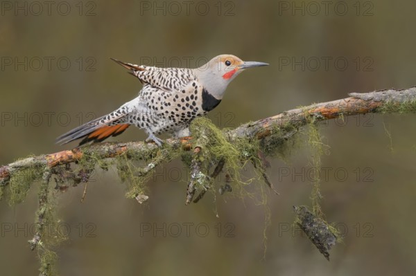 Northern Flicker (Colaptes auratus) male perched on a branch, British Columbia, Canada, North America