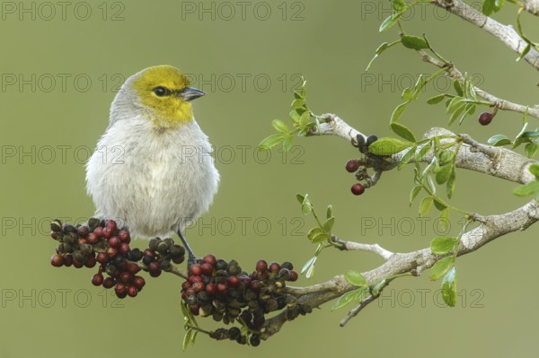 Verdin (Auriparus flaviceps), Texas, USA, North America