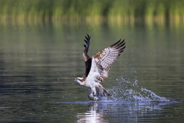 Western osprey (Pandion haliaetus) catching fish in its talons from water surface of lake in summer
