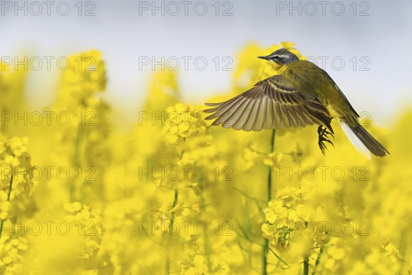 A yellow wagtail (Motacilla flava) flies over a flowering rape field with yellow flowers, Hesse, Germany, Europe
