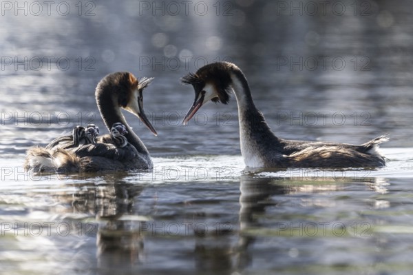 Great Crested Grebe (Podiceps Scalloped ribbonfish) with juveniles, Emsland, Lower Saxony, Germany, Europe
