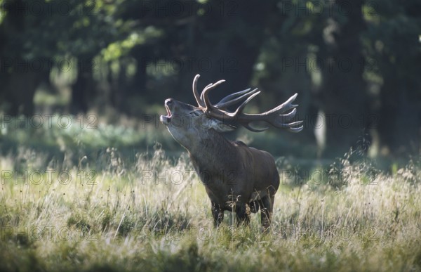 Red deer (Cervus elaphus), roaring, rutting, Solling, Lower Saxony, Germany, Europe