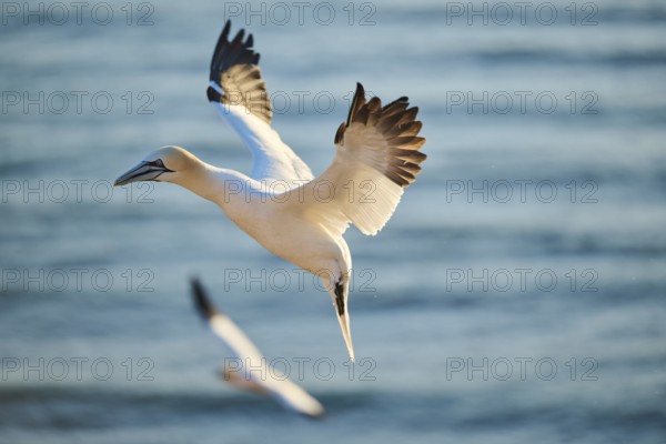 Northern gannet (Morus bassanus) flying over the sea at sunset, wildlife, Helgoland, Germany, Europe
