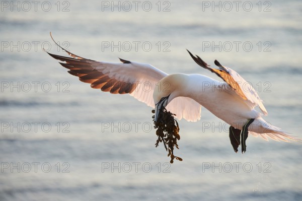 Northern gannet (Morus bassanus) flying over the sea with rivet material in the beakat sunset, landing, wildlife, Helgoland, Germany, Europe