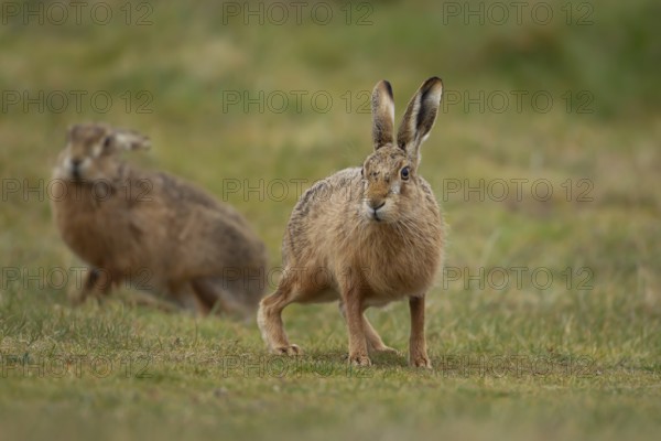 European brown hare (Lepus europaeus) two adult animals in grassland in spring, England, United Kingdom, Europe