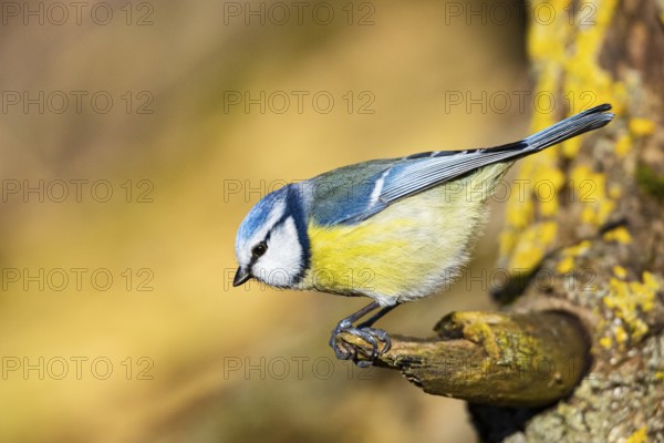 Blue Tit (Parus Caeruleus) Germany