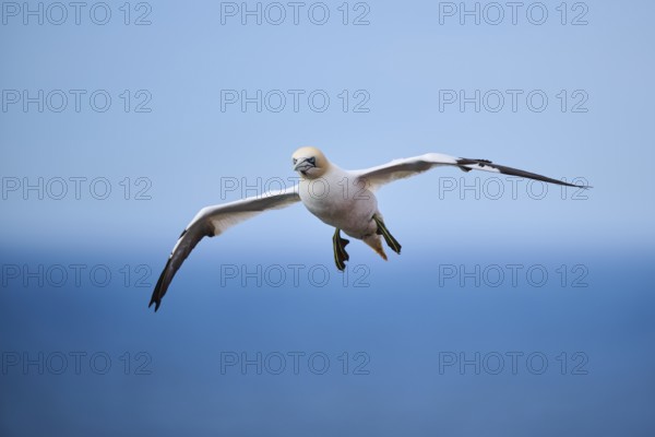 Northern gannet (Morus bassanus) flying over the sea, wildlife, Helgoland, Germany, Europe