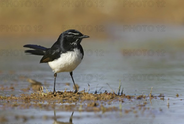 Willie Wagtail (Rhipidura leucophrys), Queensland, Australia, Oceania