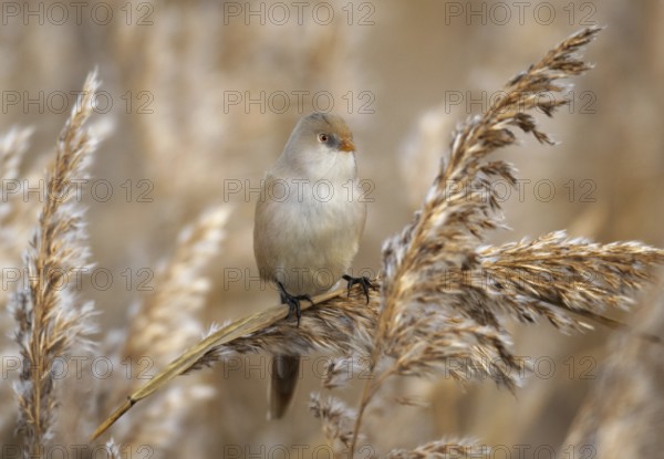 Bearded Reedling (Panurus biarmicus) female, Mecklenburg-Western Pomerania, Germany, Europe
