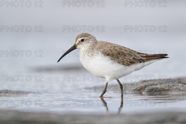 Curlew Sandpiper (Calidris ferruginea), Western Australia, Australia, Oceania