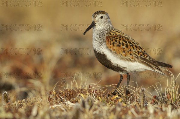Dunlin (Calidris alpina) feeding on the tundra in Northern Alaska