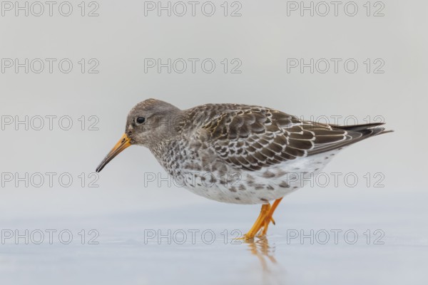 Meerstrandläufer, Calidris maritima Purple Sandpiper, Calidris maritima