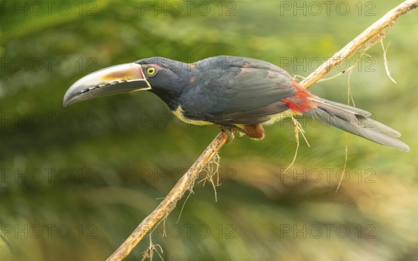 Collared aracari, Halsbandarassari (Pteroglossus torquatus)