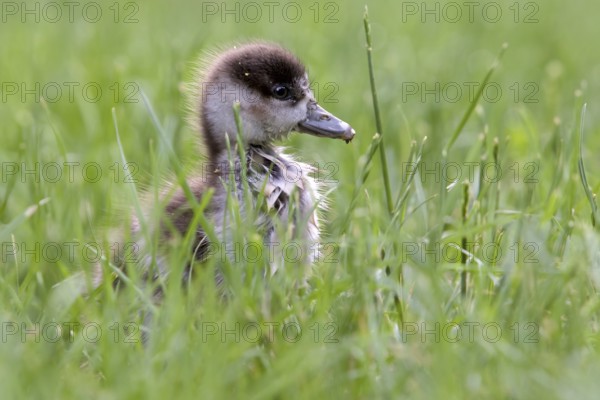 Egyptian Goose (Alopochen aegyptiaca) juvenile, North Rhine-Westphalia, Germany, Europe
