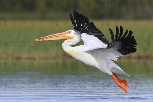 American White Pelican (Pelecanus erythrorhynchos) male flying, British Columbia, Canada, North America