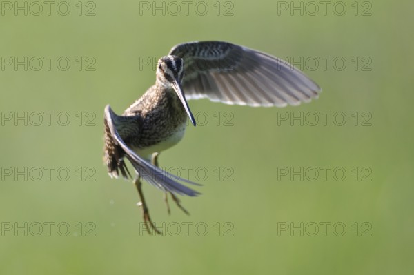 Common Snipe (Gallinago gallinago) flying, Lower Saxony, Germany, Europe
