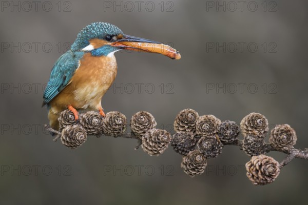 Common Kingfisher (Alcedo atthis) female perched on a branch with a fish in its beak, Lower Saxony, Germany, Europe
