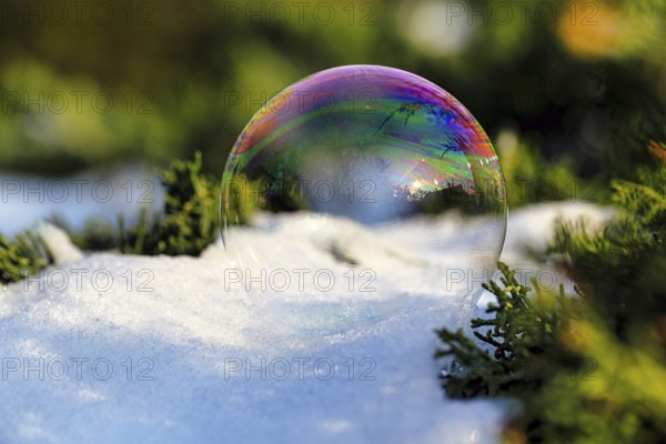 Freezing soap bubble in the snow, frost in the garden, rainbow colours, cold winter weather, winter sun, Höxter, Weserbergland, Germany, Europe