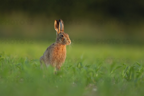 European brown hare (Lepus europaeus) adult animal in a farmland maize field in summer, England, United Kingdom, Europe