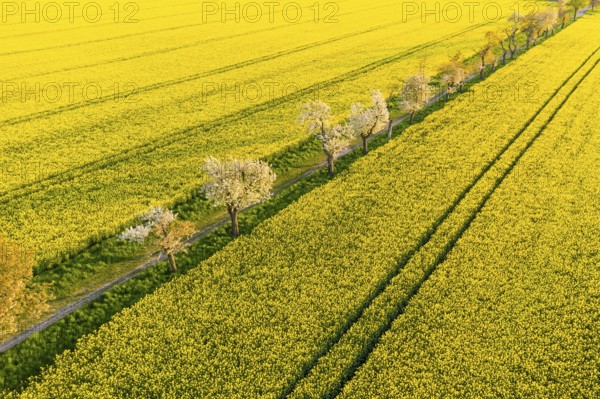 Alley with blossoming fruit trees between rape fields, aerial view in evening light, Wölkisch, Diera-Zehren, Saxony, Germany, Europe