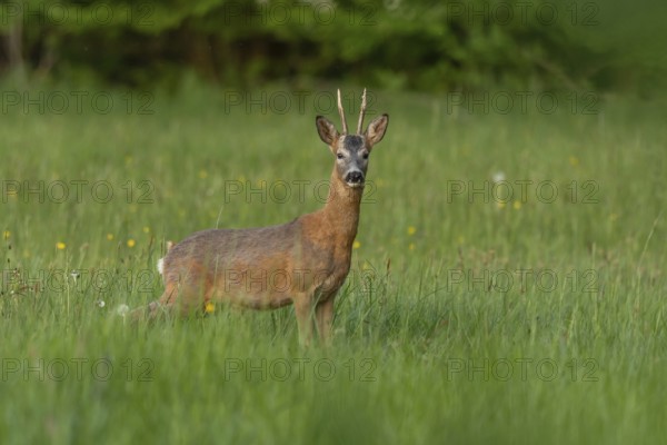A graceful roe deer stands in a sunlit field, its gaze direct and curious, capturing a peaceful wildlife moment. Bas Rhin, Alsace, France, Europe