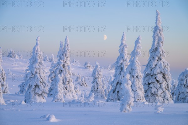 Winter landscape with snow-covered trees, Riisitunturi National Park, Posio, Lapland, Finland, Europe