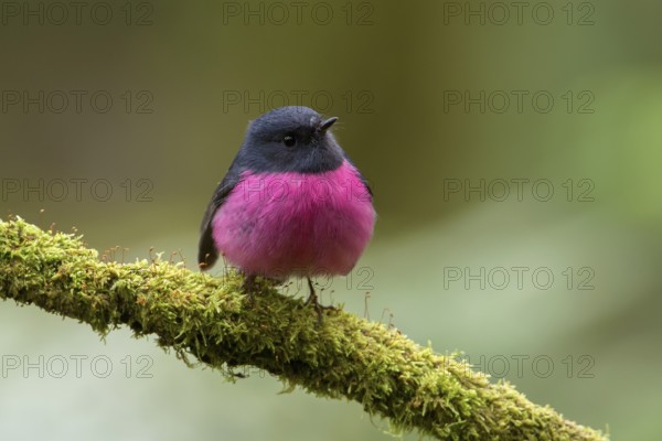 Pink Robin (Petroica rodinogaster) male perched on a mossy branch, Victoria, Australia, Oceania