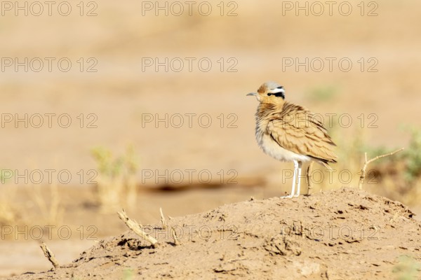 Cream-colored Courser (Cursorius cursor) perched on the ground, Zagora, Morocco, Africa