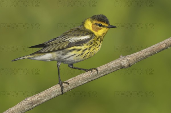 Cape May Warbler (Setophaga tigrina), Texas, USA, North America