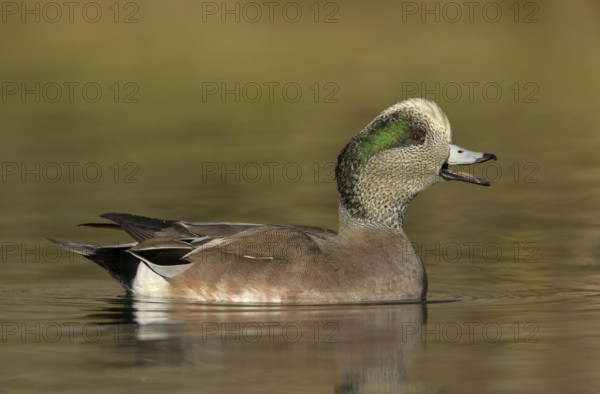 American Wigeon (Mareca americana) male, New Mexico, USA, North America