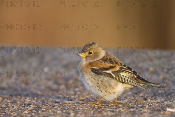 Brambling - Bergfink - Fringilla montifringilla, Germany, 1st cy male, Europe
