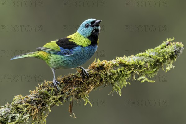 Green-headed Tanager (Tangara seledon) perched on a branch in the Atlantic Rainforest of Brazil